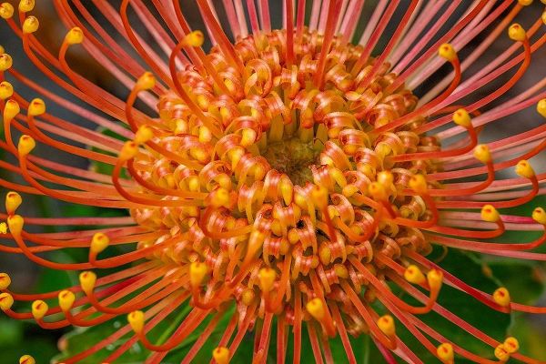 Pincushion Flower